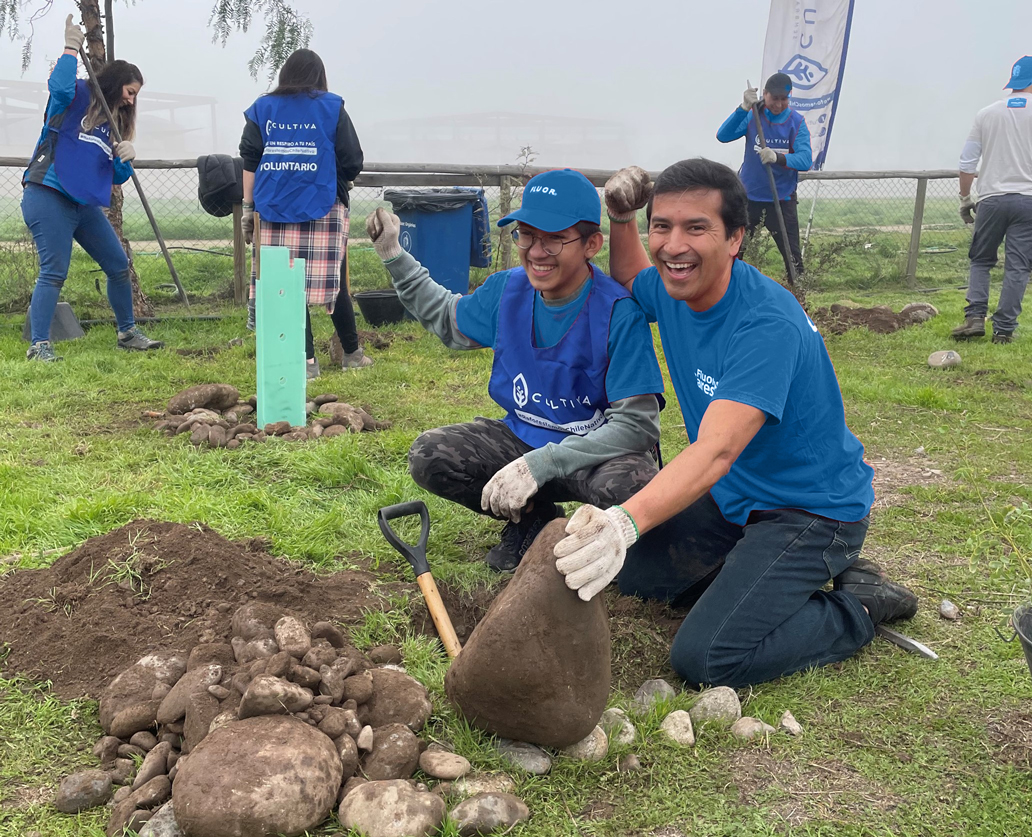 Tree planting in Chile